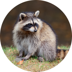 raccoons_image