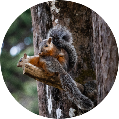 squirrels_image