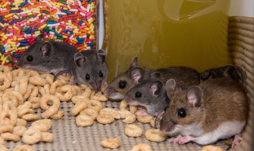 Protect Your Killeen, TX Home from Rats and Mice