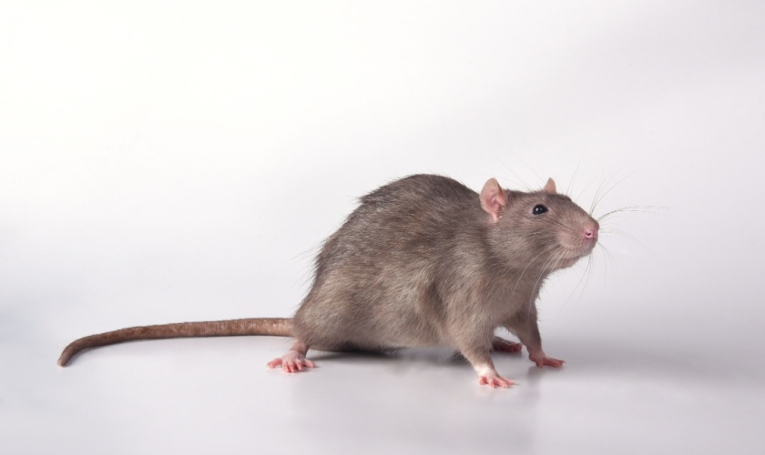 Rodent Control Experts in Killeen, TX