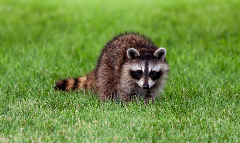 Best Wildlife Control and Removal Professionals in Killeen, TX