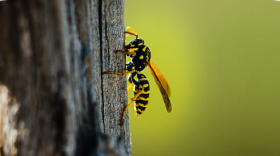 Stinging Insect Control