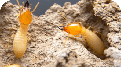 Termite Control