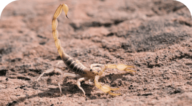 Scorpion Control