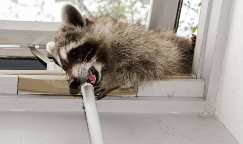 Raccoon Protection for Killeen Homeowners