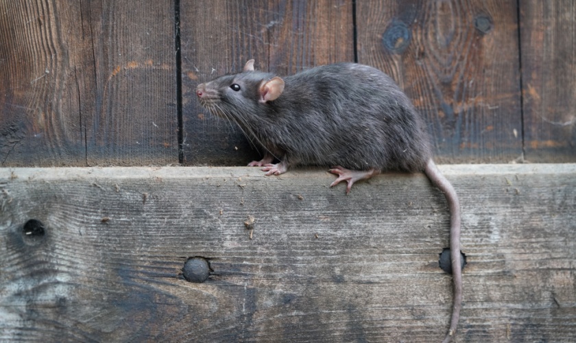 Are Rodents a Common Problem in Killeen, TX?