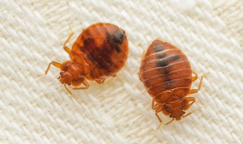 Professional Bed Bug Control Experts in Killeen, TX