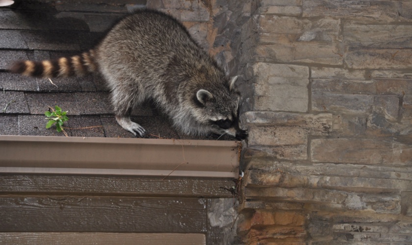 Best Raccoon Removal Services in Killeen TX