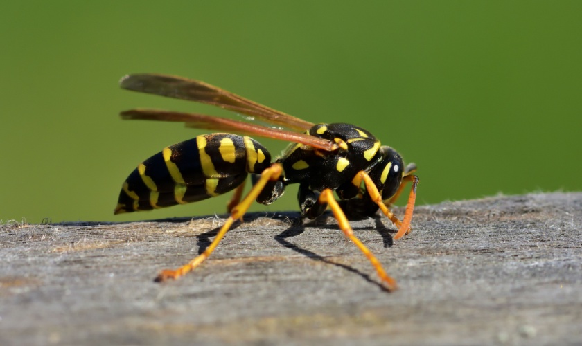 What Should I Do if Wasps Are Invading My Yard?