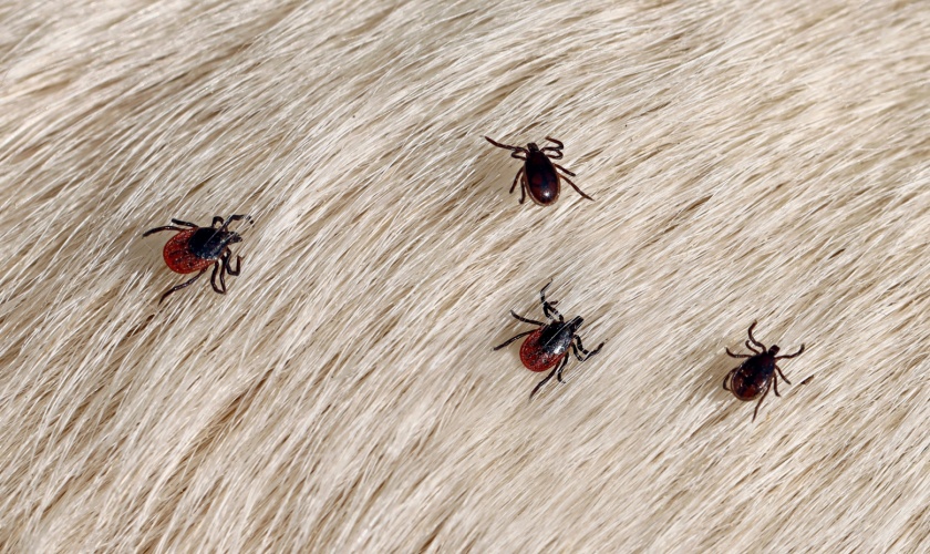 Are Fleas and Ticks a Common Problem for Copperas Cove Homeowners?