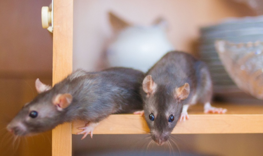 Are Rats and Mice a Common Problem in Copperas Cove, TX?