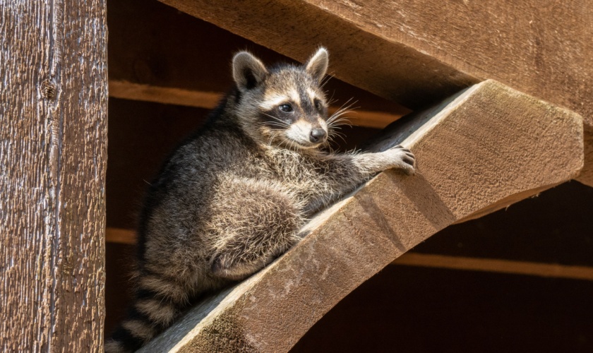 Winter Raccoon Behavior in Central Texas: Why They Invade Attics