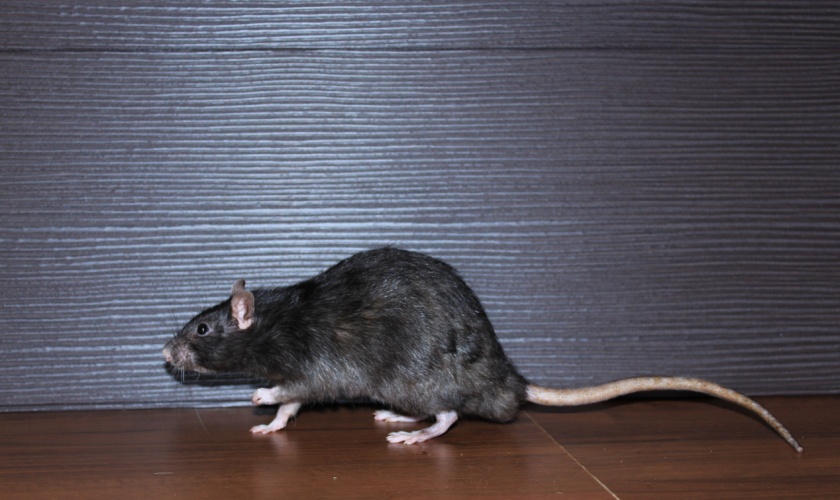 Signs of a Rodent Infestation in Your Killeen, TX Home: When to Call a Pro