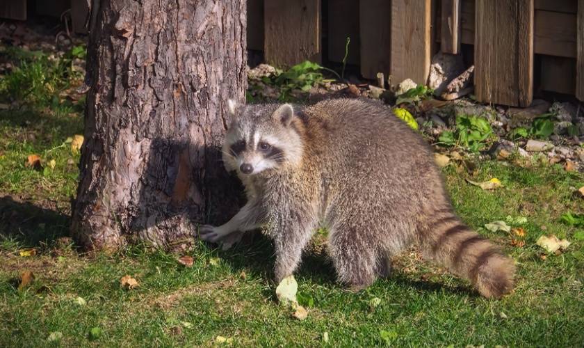 Signs You Have a Raccoon Problem in Killeen, TX Attics or Yards