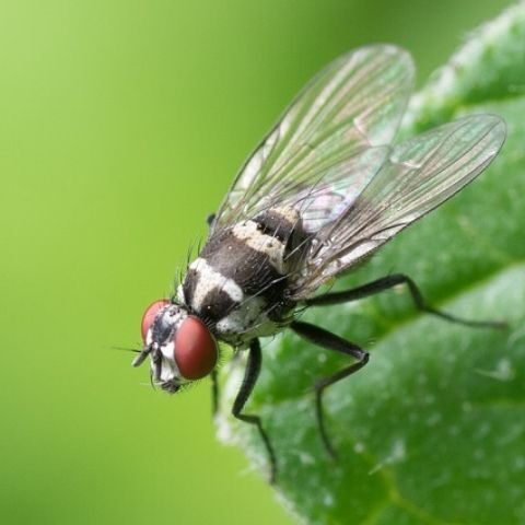 Flies